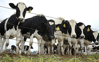 畜牧業肉制品溯源